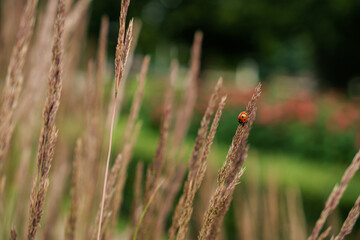 ladybug sitting on yellow grass