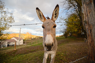 donkey on the farm behind the fence