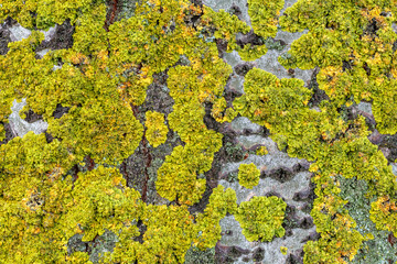 Xanthoria parietina lichens on white poplar bark. León province, Spain.