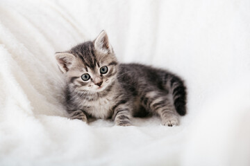 Fototapeta na wymiar Striped tabby Kitten. Portrait of beautiful fluffy gray kitten. Cat, animal baby, kitten with big eyes sits on white plaid and looking in camera