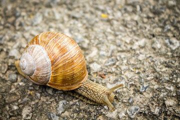Schnecke