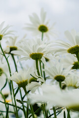 large daisies in the field
