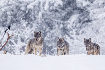 Naklejka premium Wolfs on winter meadow.