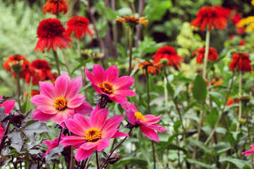 Pink single 'Twyning's Revel' Dahlia in flower