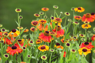Fototapeta premium Helenium 'Sahin's Early Flowerer' sneezeweed daisies in flower