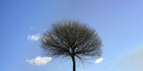 lone willow tree growing on wide field blue sky background