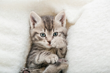 Fototapeta na wymiar Striped tabby kitten playing with paws. Portrait of beautiful fluffy gray kitten. Cat, animal baby, kitten lies on white plaid and looking in camera