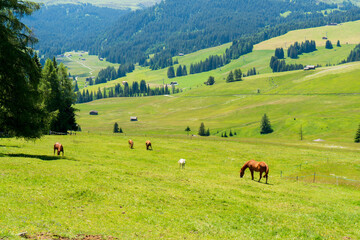 Fototapeta na wymiar Horses at the fields of the beautiful Alpe di siusi Seiser Alm in the dolomites South Tyrol, Italy