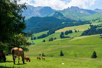 Fototapeta na wymiar Horses at the fields of the beautiful Alpe di siusi Seiser Alm in the dolomites South Tyrol, Italy