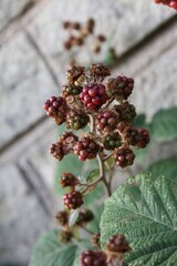 Unripe blackberries grow on the bushes product grown without fertilizers or pesticides. Selective focus