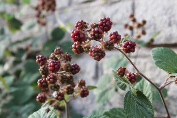 Unripe blackberries grow on the bushes product grown without fertilizers or pesticides. Selective focus
