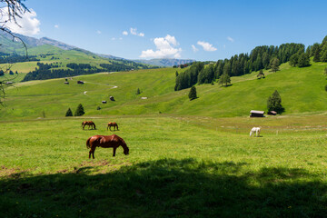 Fototapeta na wymiar Beautiful alpine view with grazing horses and the Langkofel and the Plattkofel summits at the famous Seiser Alm, South Tyrol, Italy