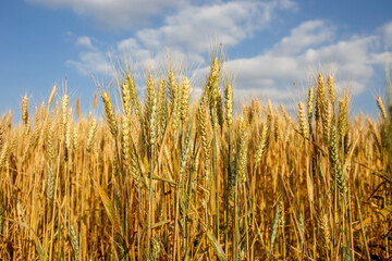 field of wheat