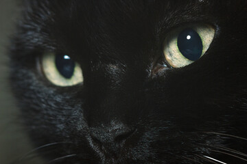 Yellow eye of a black cat, close up.