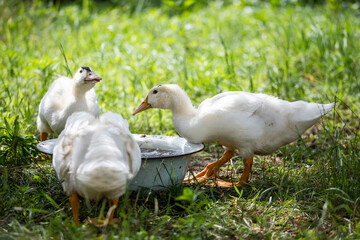 cheerful white ducks bathes in a bowl of water