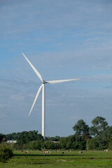 Field with cows in front of wind turbine