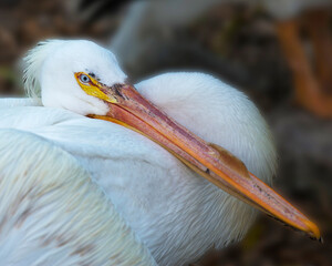 White Pelican bird stock photos.   White Pelican head close-up profile view. Image. Picture. Portrait. Long orange beak. Pelican.