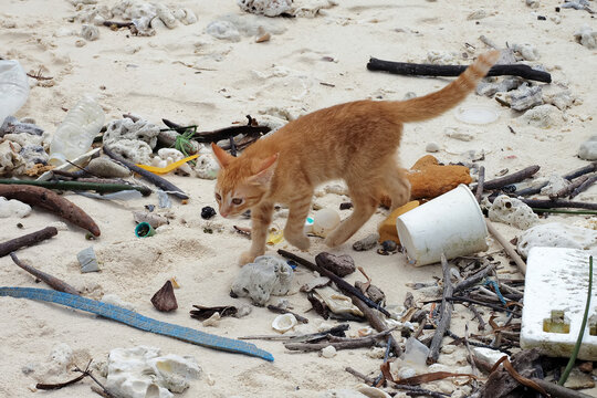 A close up shot of an orange cat's face and the beach that is dirty with sea garbage is sea sandy shore environmental pollution and ecological problem.