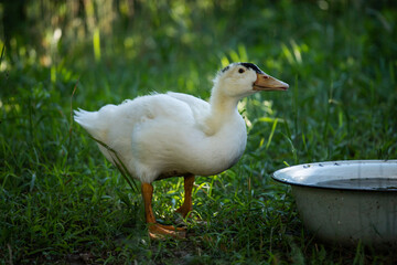 white duck drink water from a bowl