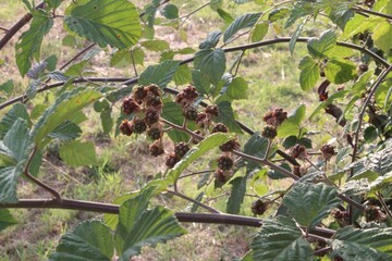 Wild Blackberries, Natural Methods, Fields in Italy , product grown without fertilizers or...