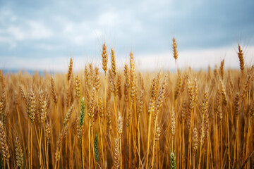 golden wheat field in summer