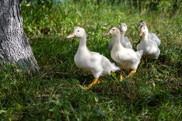 white ducks