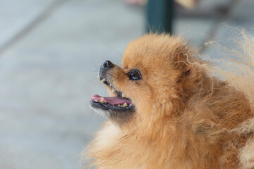 Beautiful portrait of Pomeranian Spitz