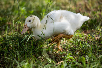 white duck on a green grass