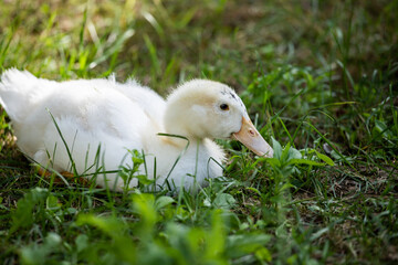 white duck on a green grass