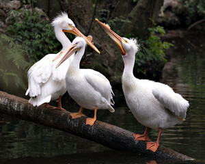 White Pelican Stock Photo. Picture. Image. Portrait. Close-up profile view. Three white pelicans standing on log by the water.