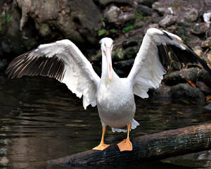 White Pelican bird stock photo.  Pelican bird close-up profile view with spread wings with rock and foliage background.