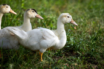 white ducks