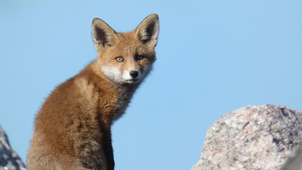red fox portrait