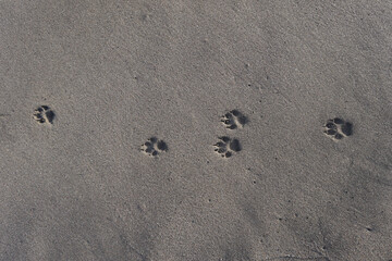 Fototapeta na wymiar Dog footprints in sand. Multiple dog paw prints in sand on a beach in Tenerife. 