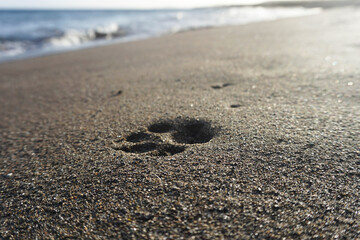 Fototapeta na wymiar Dog single footprint in sand. Sand beach, ocean, paw print. Close-up.