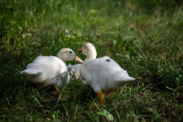 white ducks talking