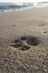 Fototapeta na wymiar Dog single footprint in sand on a beach. Paw print in sand, ocean. 