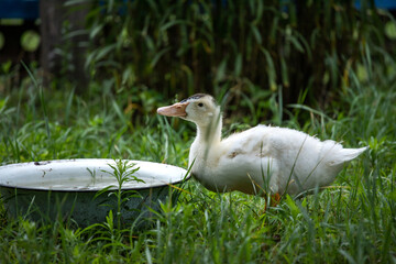white duck drink water from a bowl
