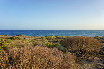 Red tabaiba and prickly pear opuntia cacti on a dry volcanic land of Tenerife seacoast. Cacti and bushes, blue ocean and clear sky. 