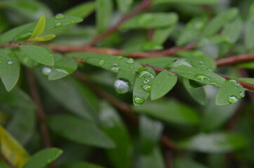 Beautiful water drop on leaf at nature close-up macro. Fresh juicy green leaf