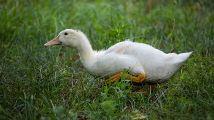 Naklejka na ściany i meble white duck on a green grass