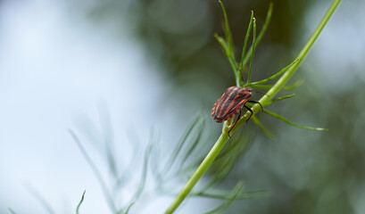 Red striped bedbug on a green branch of dill Graphosoma italicum, red and black striped stink bug, Pentatomidae.
