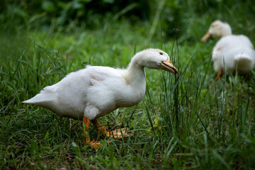 Fototapeta na wymiar white ducks hunt insects and eat grass