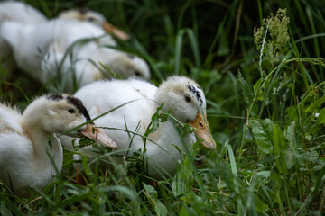 white ducks hunt insects and eat grass