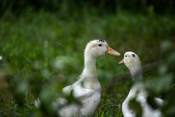 inquisitive white ducks