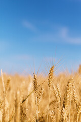 Fototapeta premium Outdoor concept spot focus of wheat ears in havest season wheat fileld with copy space