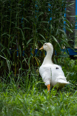 white duck on a green grass