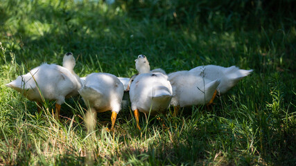 white ducks drink water and only the tails are visible