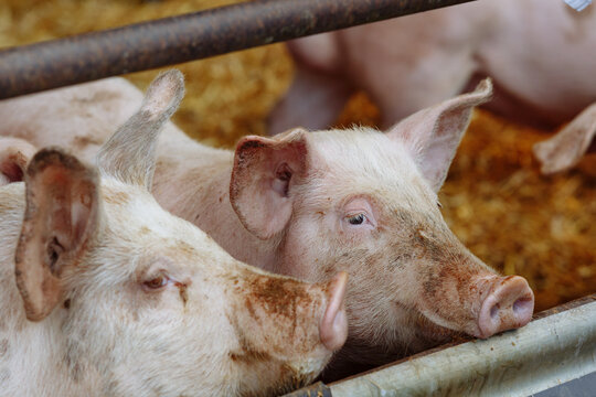 pigs in a farm