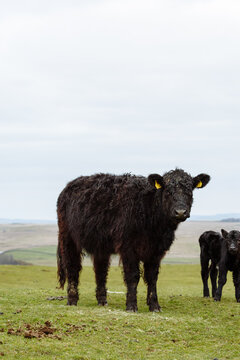 Galloway Bull